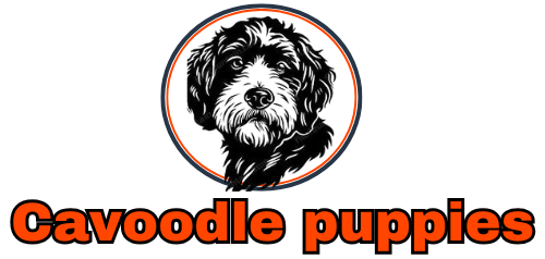 Cavoodle puppies for adoption in Australia
