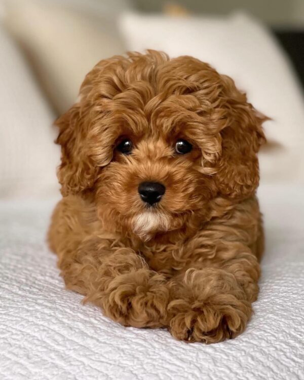 Meet Tony – Male Cavoodle Puppy - Image 2
