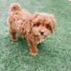 🎉 Meet Micky – The Life of the Paw-ty!