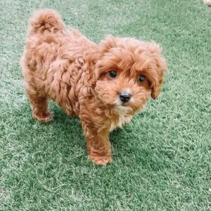 🎉 Meet Micky – The Life of the Paw-ty!