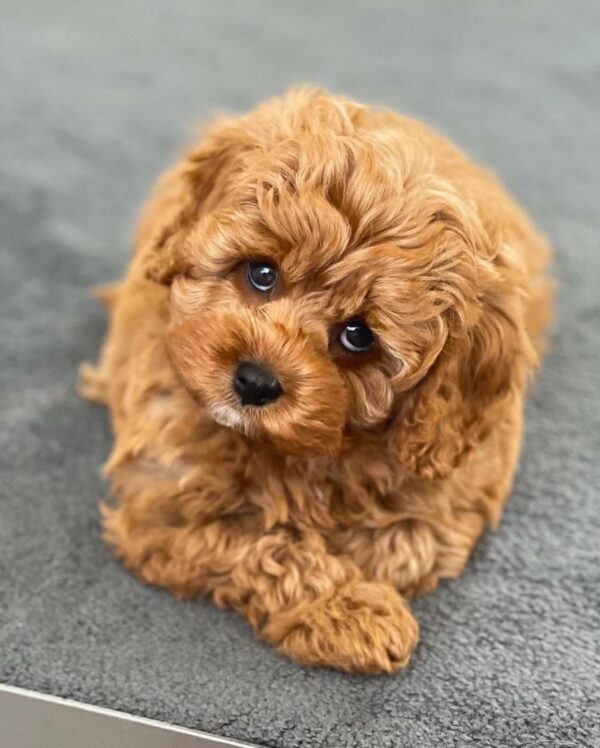 Meet Tony – Male Cavoodle Puppy - Image 4