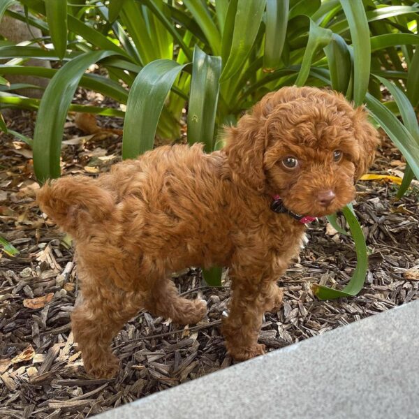 🌸 Say Hello to Tina – Your New Furry Family Member - Image 4