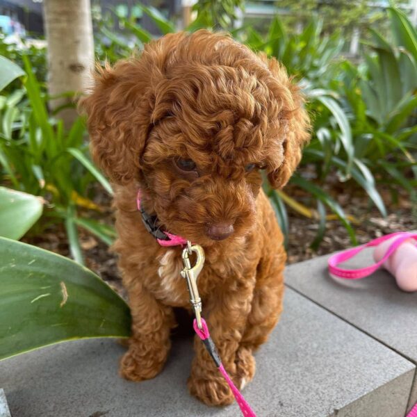 🌸 Say Hello to Tina – Your New Furry Family Member - Image 3