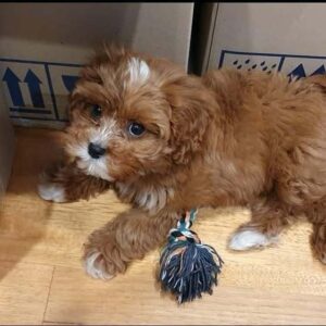 🌼 Meet Maya – Your New Little Sunshine