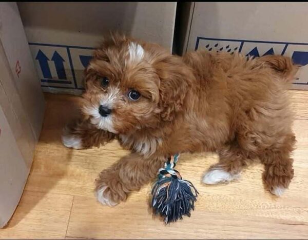 🌼 Meet Maya – Your New Little Sunshine
