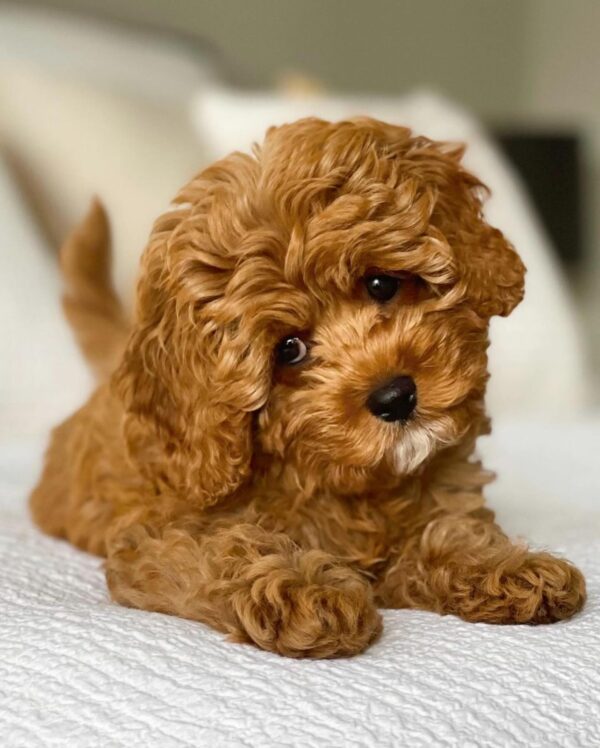 Meet Tony – Male Cavoodle Puppy - Image 5