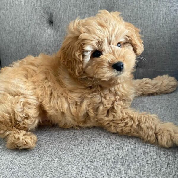 🐾 Introducing Herny - Image 2