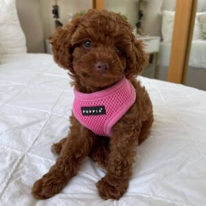 🌸 Say Hello to Tina – Your New Furry Family Member