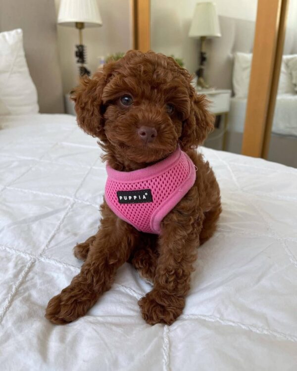 🌸 Say Hello to Tina – Your New Furry Family Member