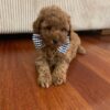🐾 Say Hello to Bina!