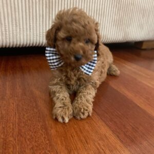 🐾 Say Hello to Bina!