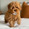 Meet Tony – Male Cavoodle Puppy