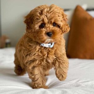 Meet Tony – Male Cavoodle Puppy