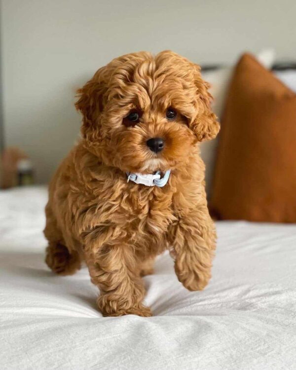 Meet Tony – Male Cavoodle Puppy