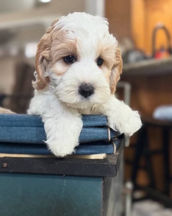 🎀 Meet Sassy Pants! - Image 3