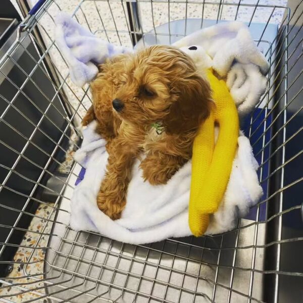 🐾 Meet Jack – Your Playful New Best Friend! - Image 2