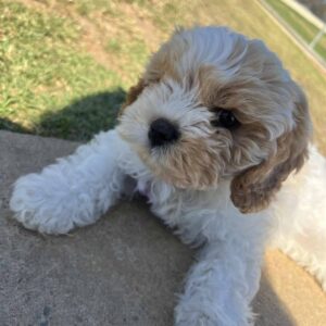 🌹 Meet Rose – As Lovely As Her Name
