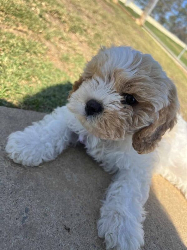 🌹 Meet Rose – As Lovely As Her Name