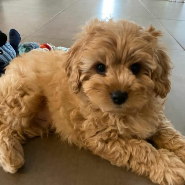 🐾 Introducing Herny - Image 3