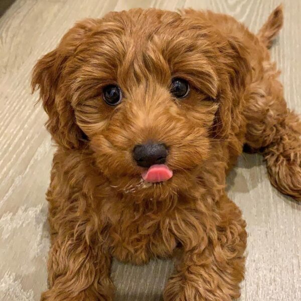 🐶 Meet Bella – Sweet, Social & Ready for Her Forever Home! 💖 - Image 2