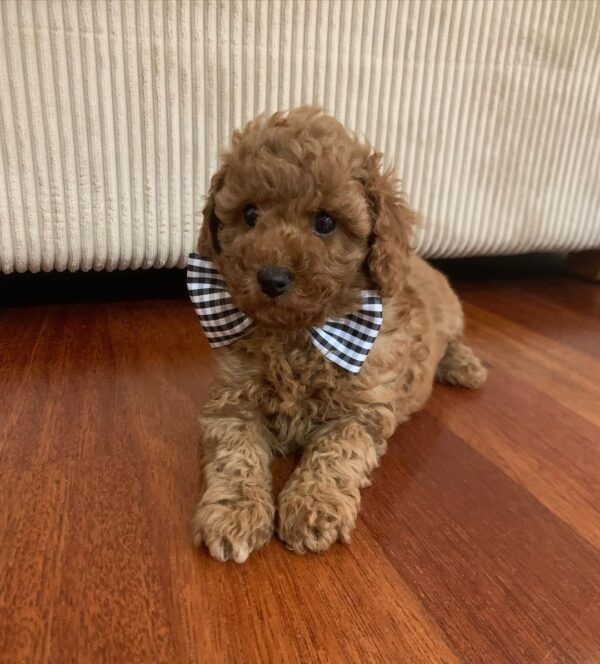 🐾 Say Hello to Bina! - Image 4