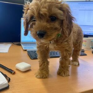 🐾 Meet Jack – Your Playful New Best Friend!