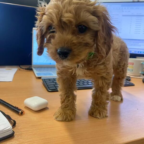 🐾 Meet Jack – Your Playful New Best Friend!