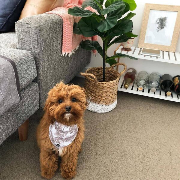 🎉 Meet Micky – The Life of the Paw-ty! - Image 2