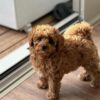 🐶 Meet Max – The Pup with Big Energy & a Bigger Heart