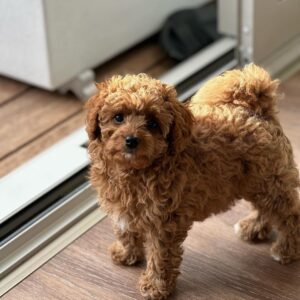🐶 Meet Max – The Pup with Big Energy & a Bigger Heart
