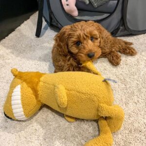 🐶 Meet Bella – Sweet, Social & Ready for Her Forever Home! 💖