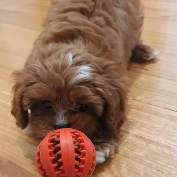 🌼 Meet Maya – Your New Little Sunshine - Image 3
