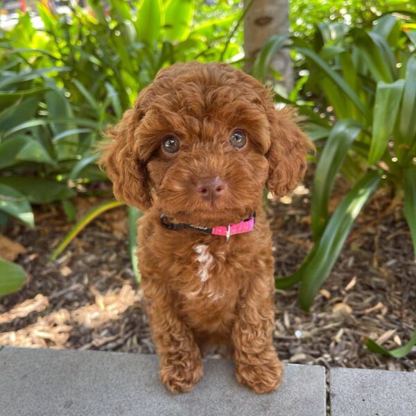 🌸 Say Hello to Tina – Your New Furry Family Member - Image 2
