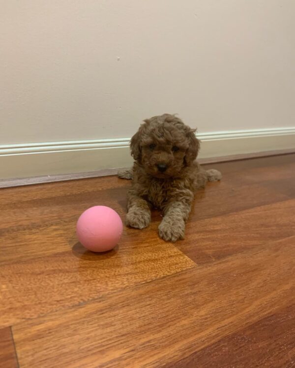 🐾 Say Hello to Bina! - Image 3