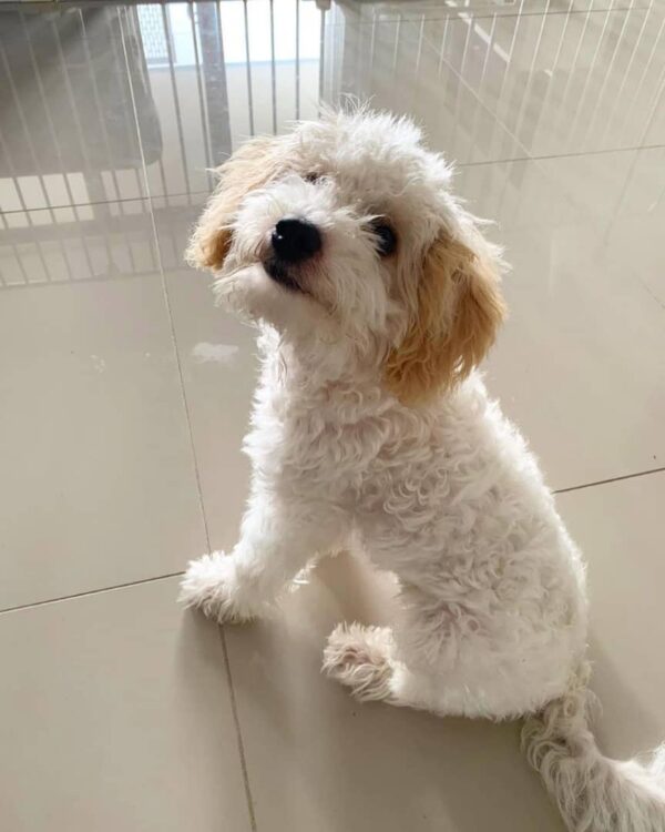 🐾 Meet Rocky – The Cream-Coloured Pup with a Big Heart 💛 - Image 3