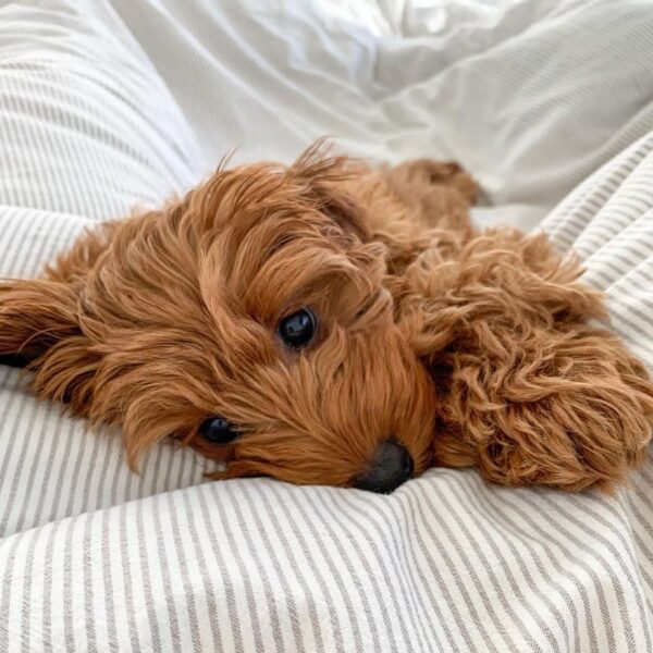 🐾 Meet Zina – The Sweetest Little Soul 💕 - Image 2