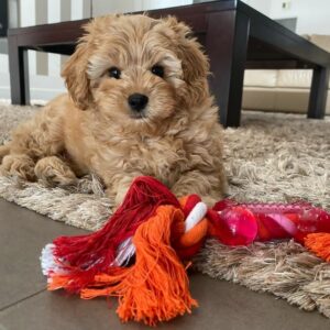 🐾 Introducing Herny