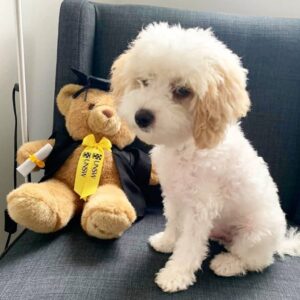 🐾 Meet Rocky – The Cream-Coloured Pup with a Big Heart 💛