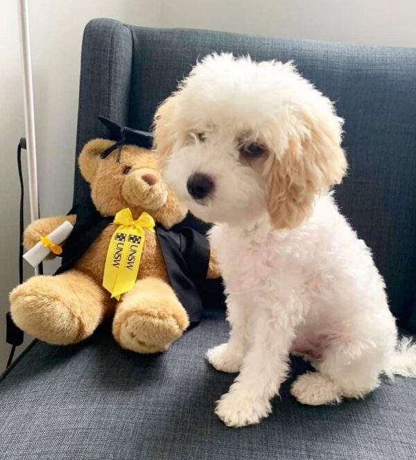 🐾 Meet Rocky – The Cream-Coloured Pup with a Big Heart 💛