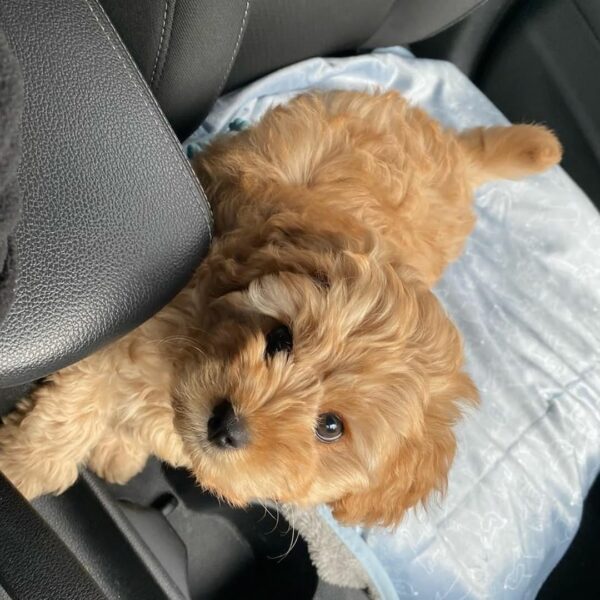🐾 Introducing Herny - Image 5