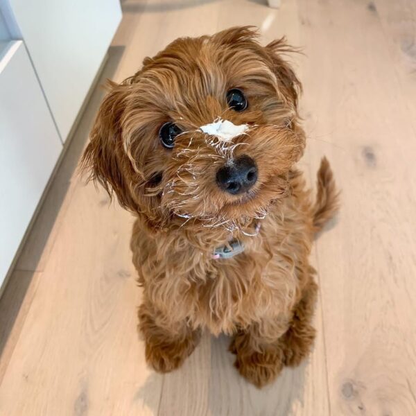 🐾 Meet Zina – The Sweetest Little Soul 💕 - Image 3