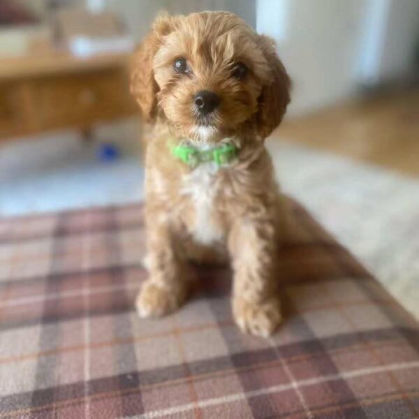 🐾 Meet Jack – Your Playful New Best Friend! - Image 5
