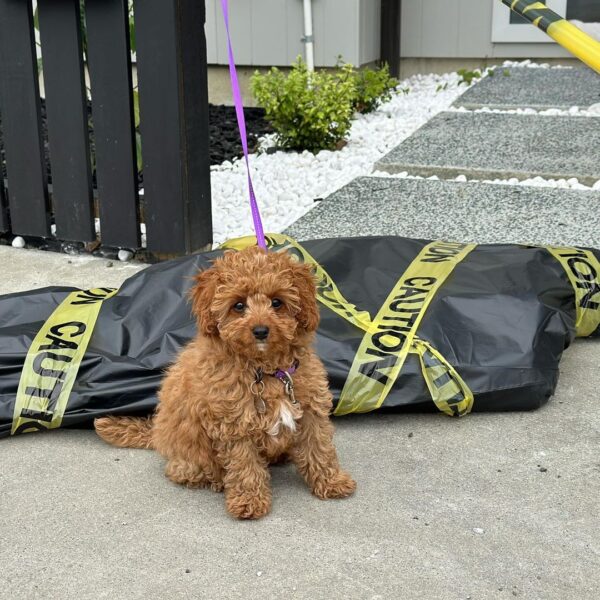 🐶 Meet Max – The Pup with Big Energy & a Bigger Heart - Image 5