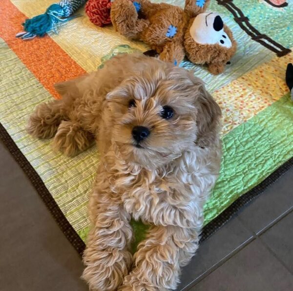🐾 Introducing Herny - Image 6