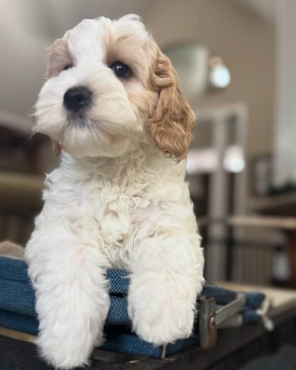 🎀 Meet Sassy Pants! - Image 2