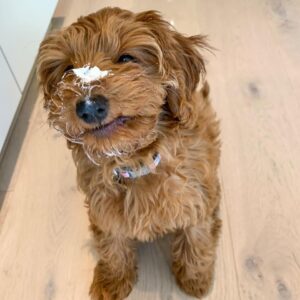 🐾 Meet Zina – The Sweetest Little Soul 💕