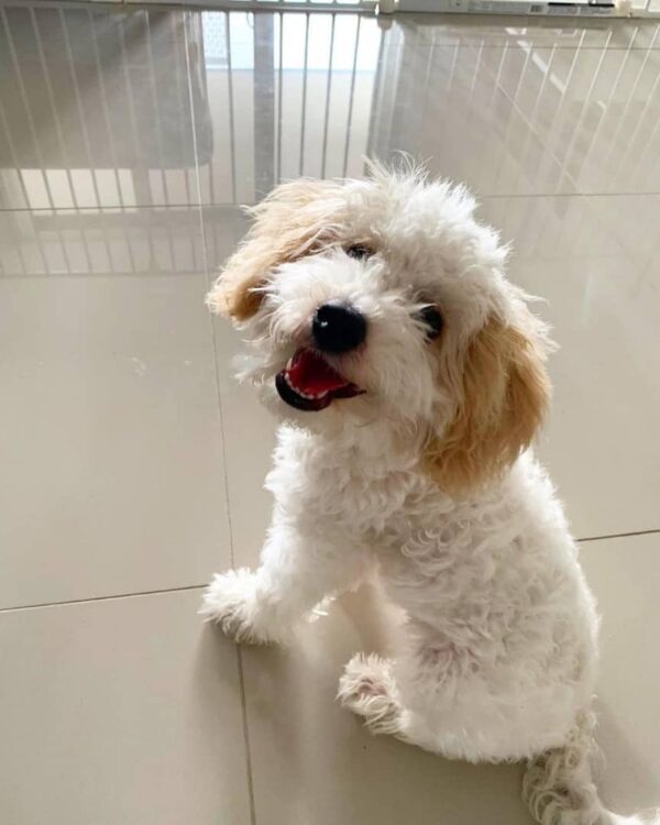 🐾 Meet Rocky – The Cream-Coloured Pup with a Big Heart 💛 - Image 5